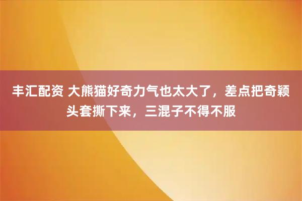 丰汇配资 大熊猫好奇力气也太大了，差点把奇颖头套撕下来，三混子不得不服